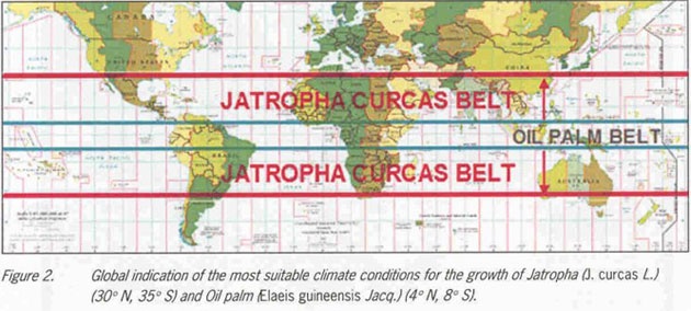 jatropha-belt1_630