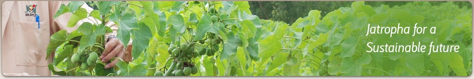 Map Showing Jatropha Belt
